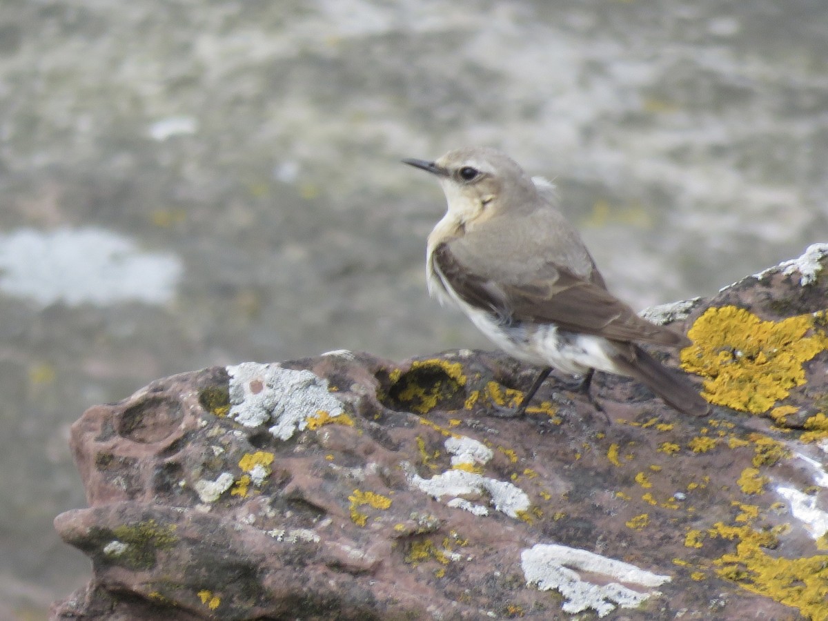 Northern Wheatear - ML620712068