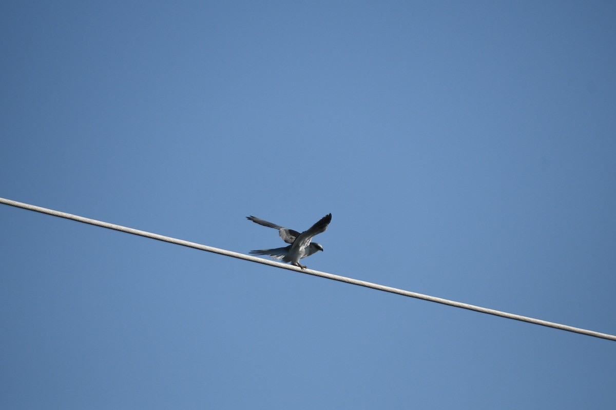White-tailed Kite - ML620712069