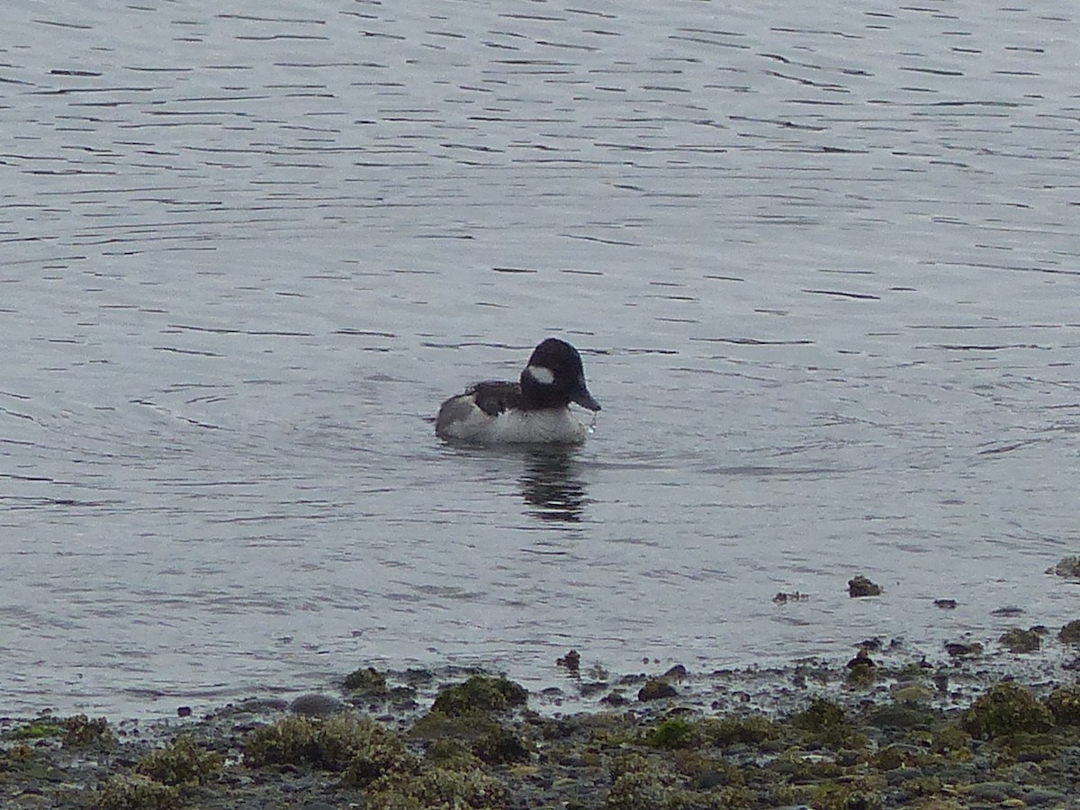 Bufflehead - ML620712070