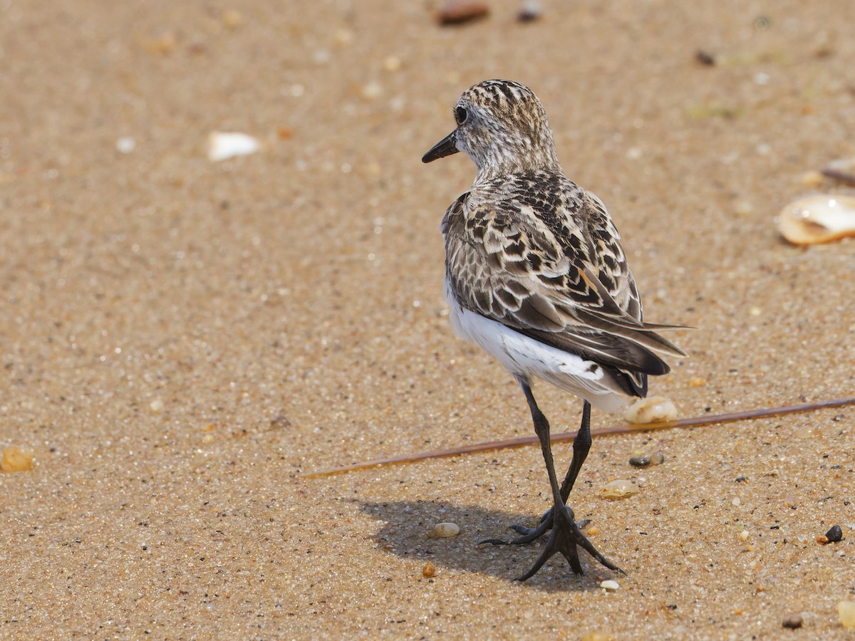 Semipalmated Sandpiper - ML620712071