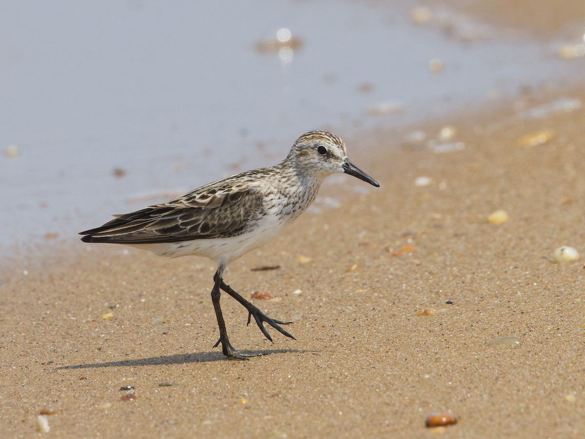 Semipalmated Sandpiper - ML620712073