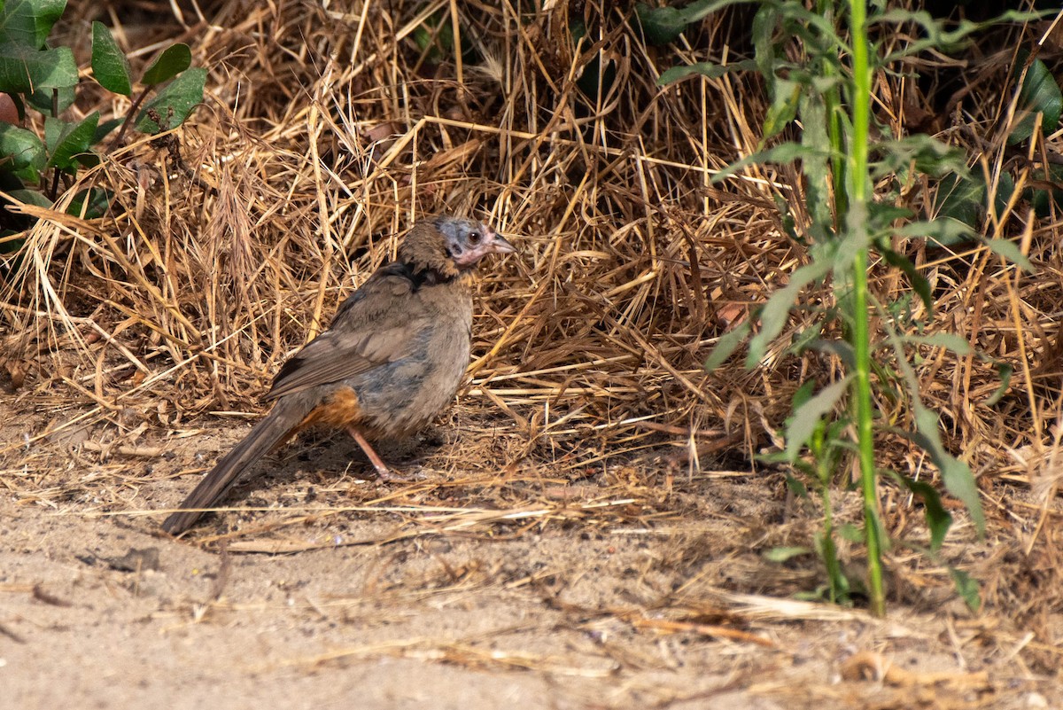 California Towhee - ML620712076