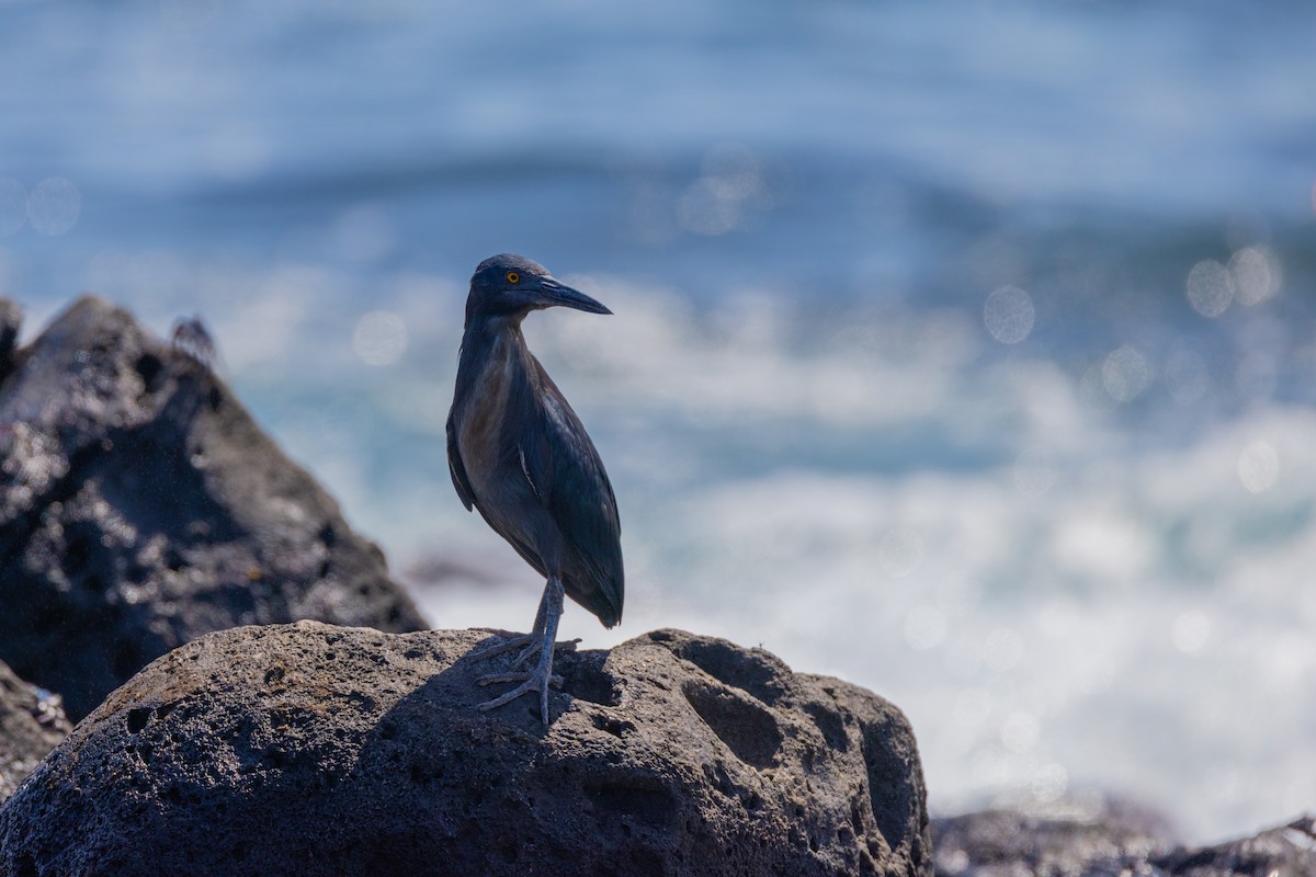 Striated Heron (Galapagos) - ML620712080