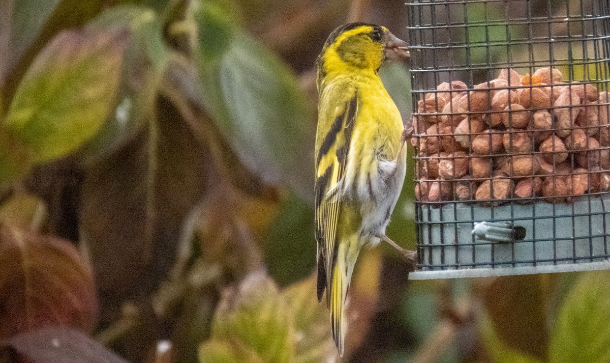 Eurasian Siskin - ML620712081