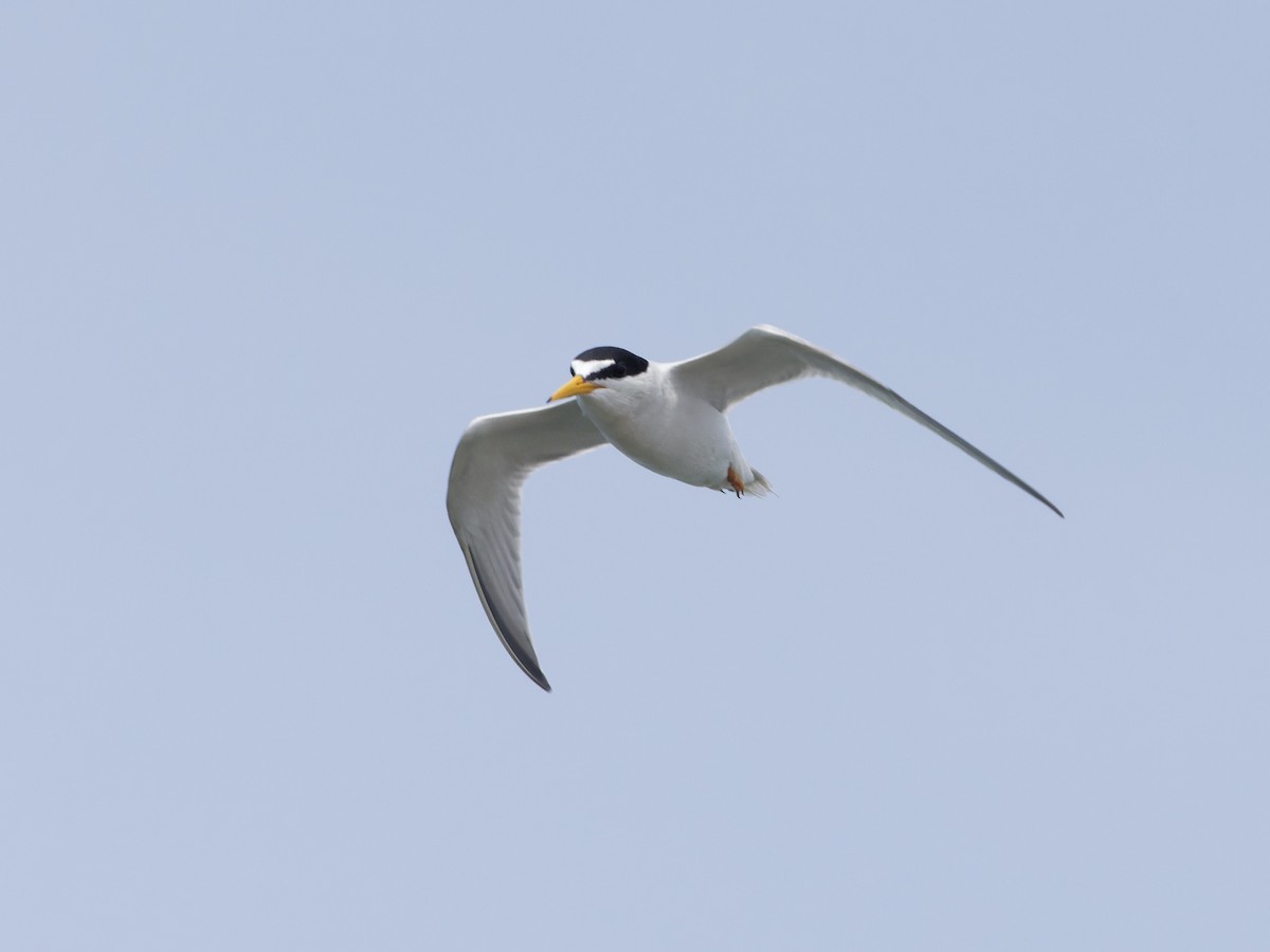 Least Tern - ML620712087