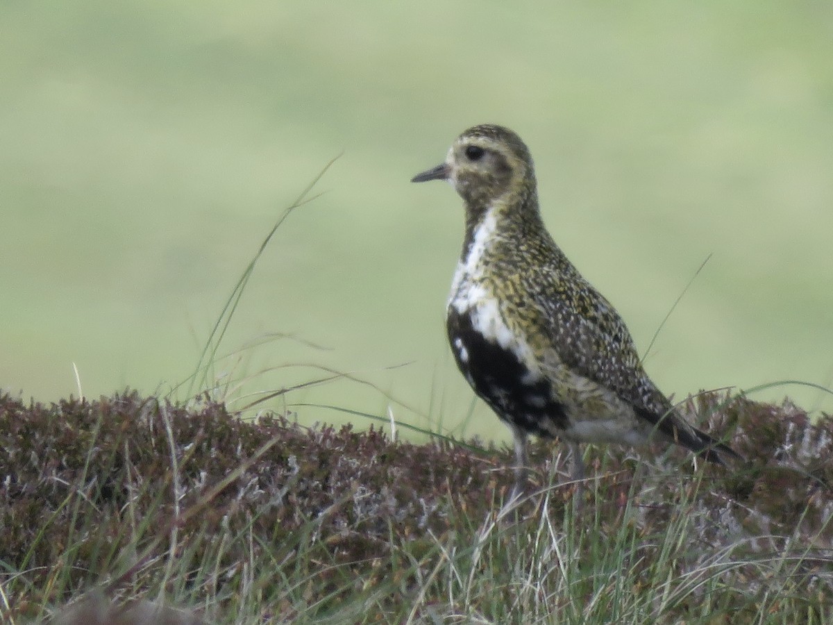 European Golden-Plover - ML620712091