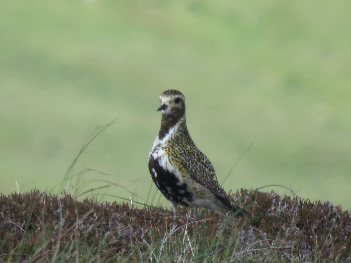 European Golden-Plover - ML620712092