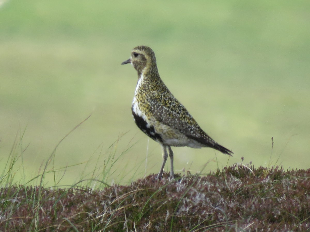 European Golden-Plover - ML620712093