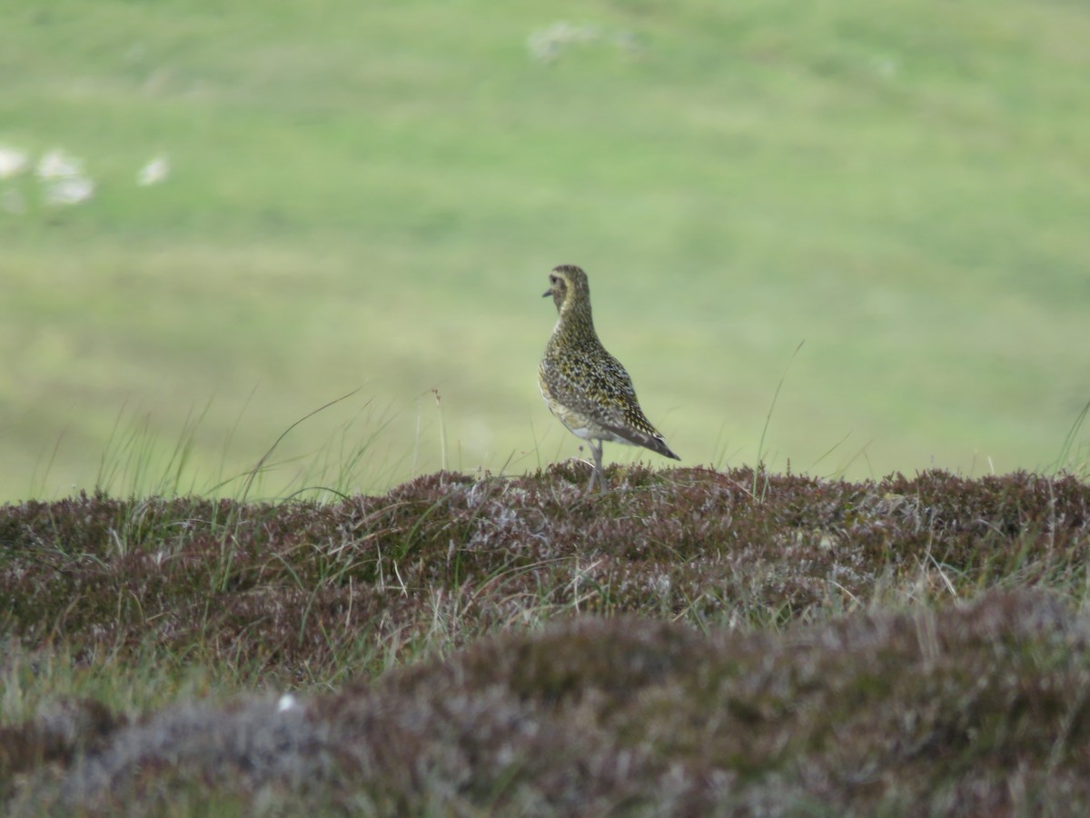 European Golden-Plover - ML620712094