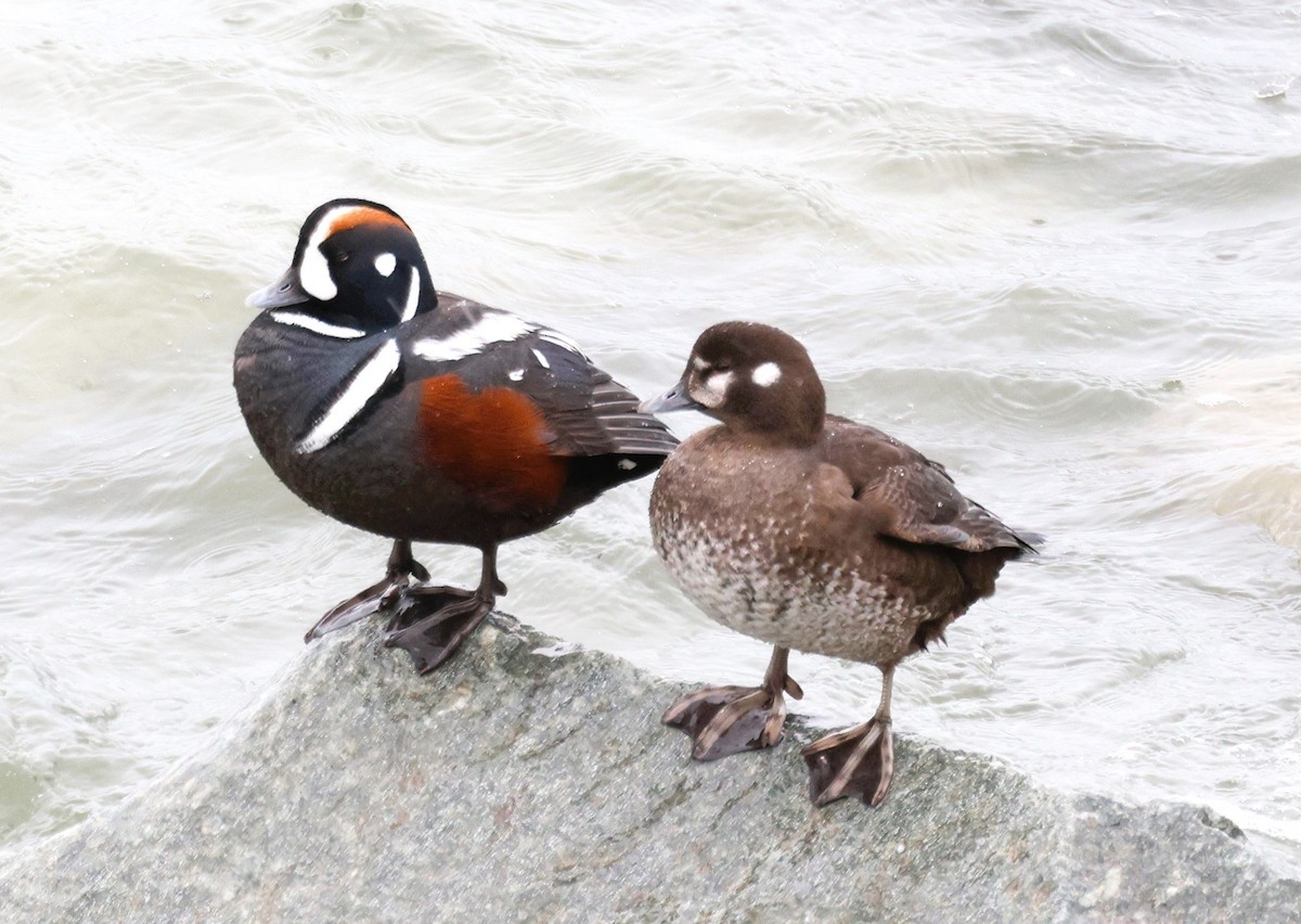 Harlequin Duck - ML620712095