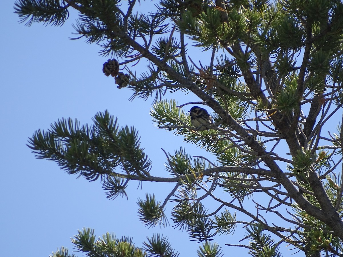 Black-throated Gray Warbler - Kevin Williams