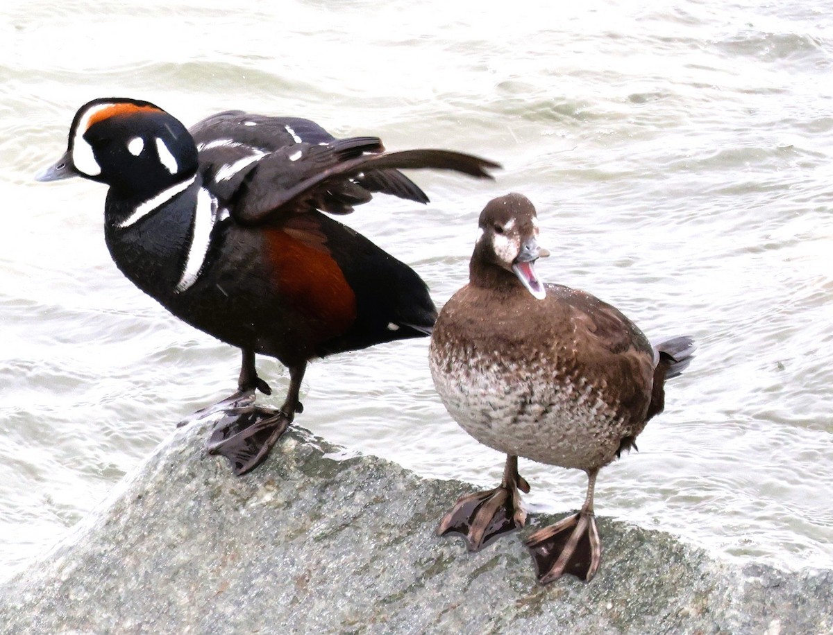 Harlequin Duck - ML620712111