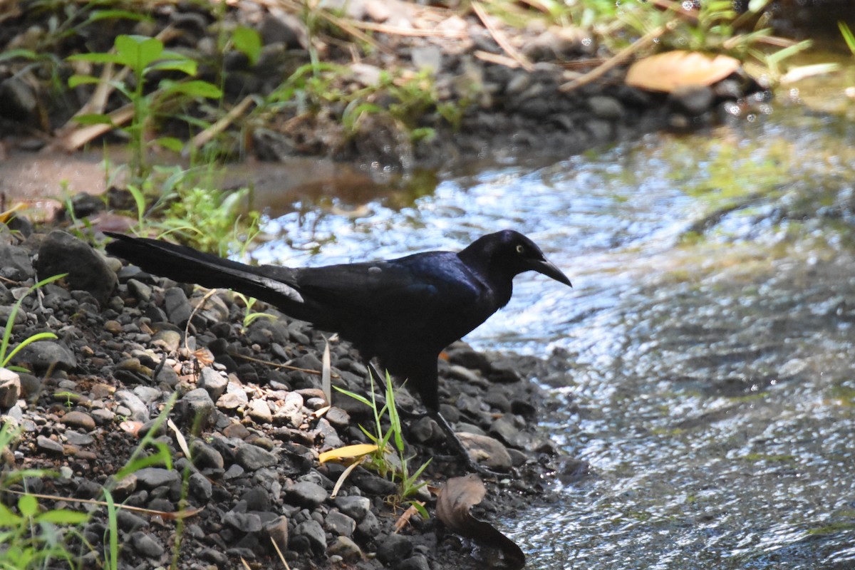 Great-tailed Grackle - ML620712115