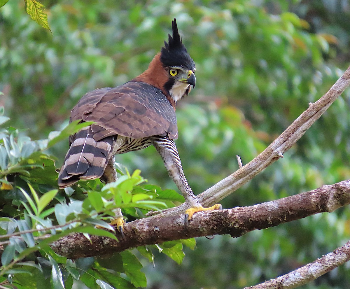 Águila Galana - ML620712117