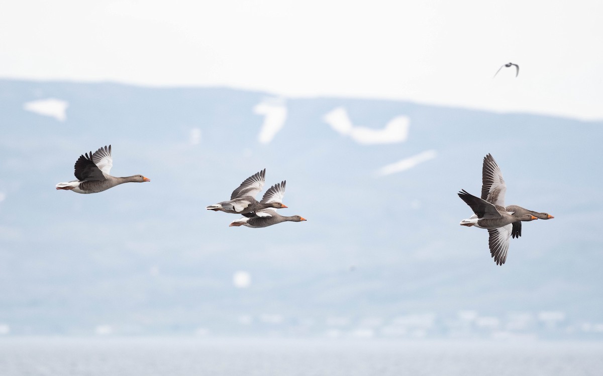 Graylag Goose (European) - ML620712119