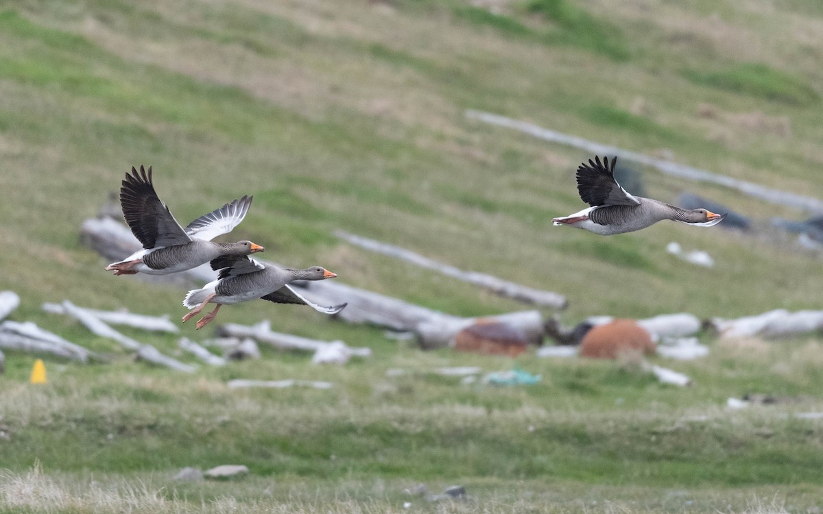 Graylag Goose (European) - ML620712120