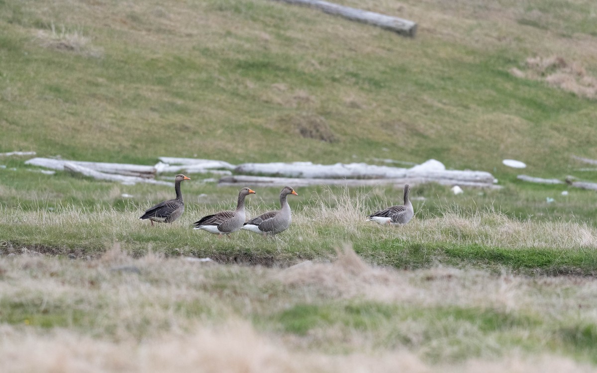 Graylag Goose (European) - ML620712121