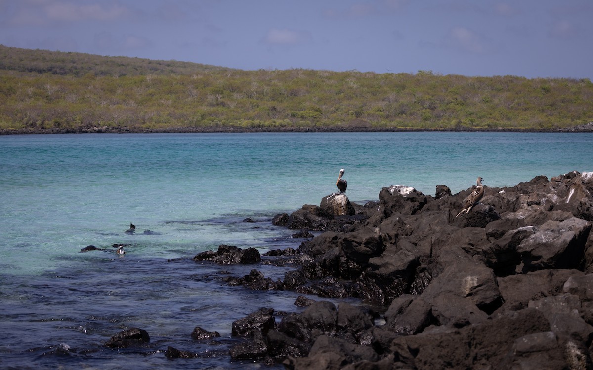 Brown Pelican (Galapagos) - ML620712137