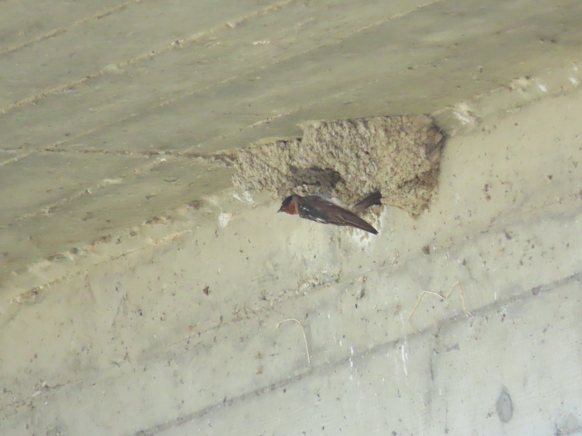 Cliff Swallow - ML620712153