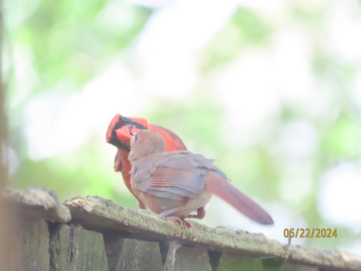 Northern Cardinal - ML620712157