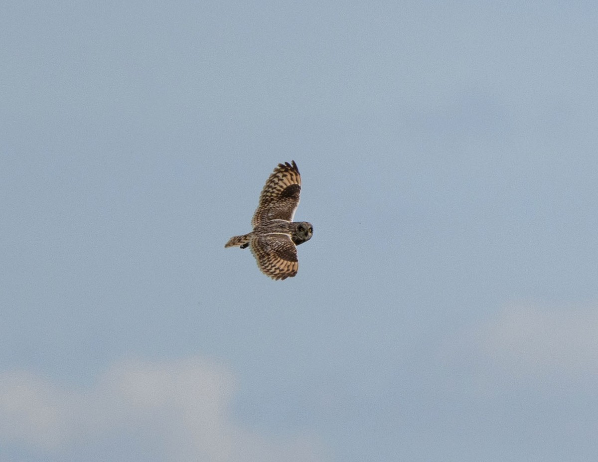 Short-eared Owl - ML620712158