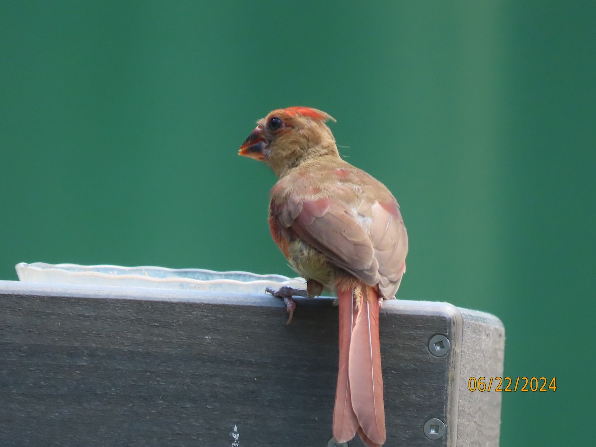 Northern Cardinal - ML620712159