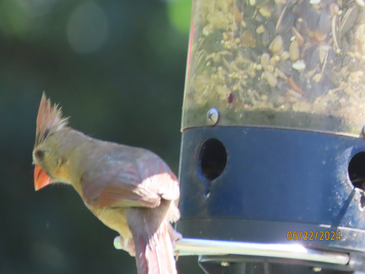 Northern Cardinal - ML620712160