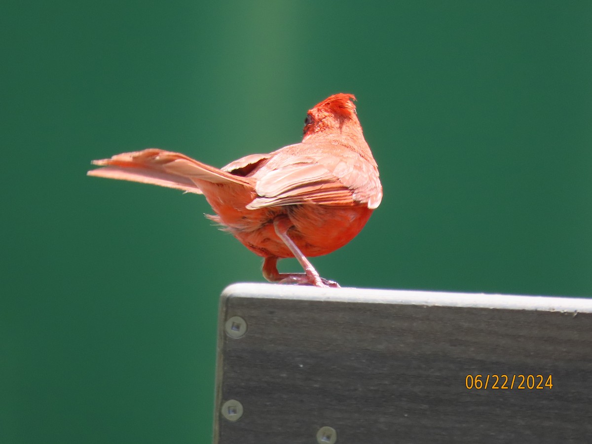 Northern Cardinal - ML620712161