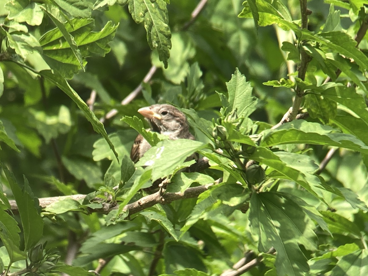 House Sparrow - ML620712164