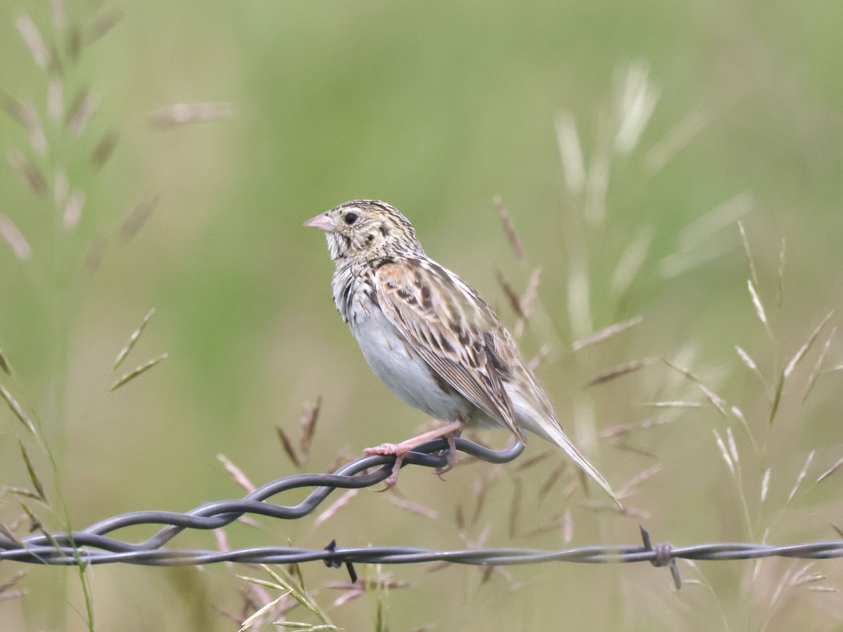 Baird's Sparrow - ML620712166