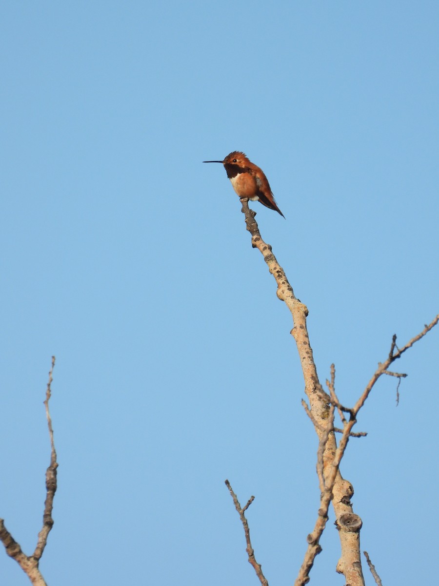 Rufous Hummingbird - ML620712168