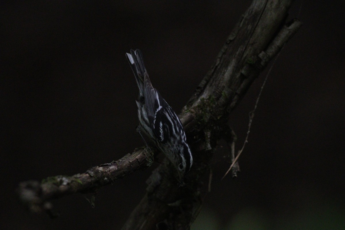 Black-and-white Warbler - ML620712169