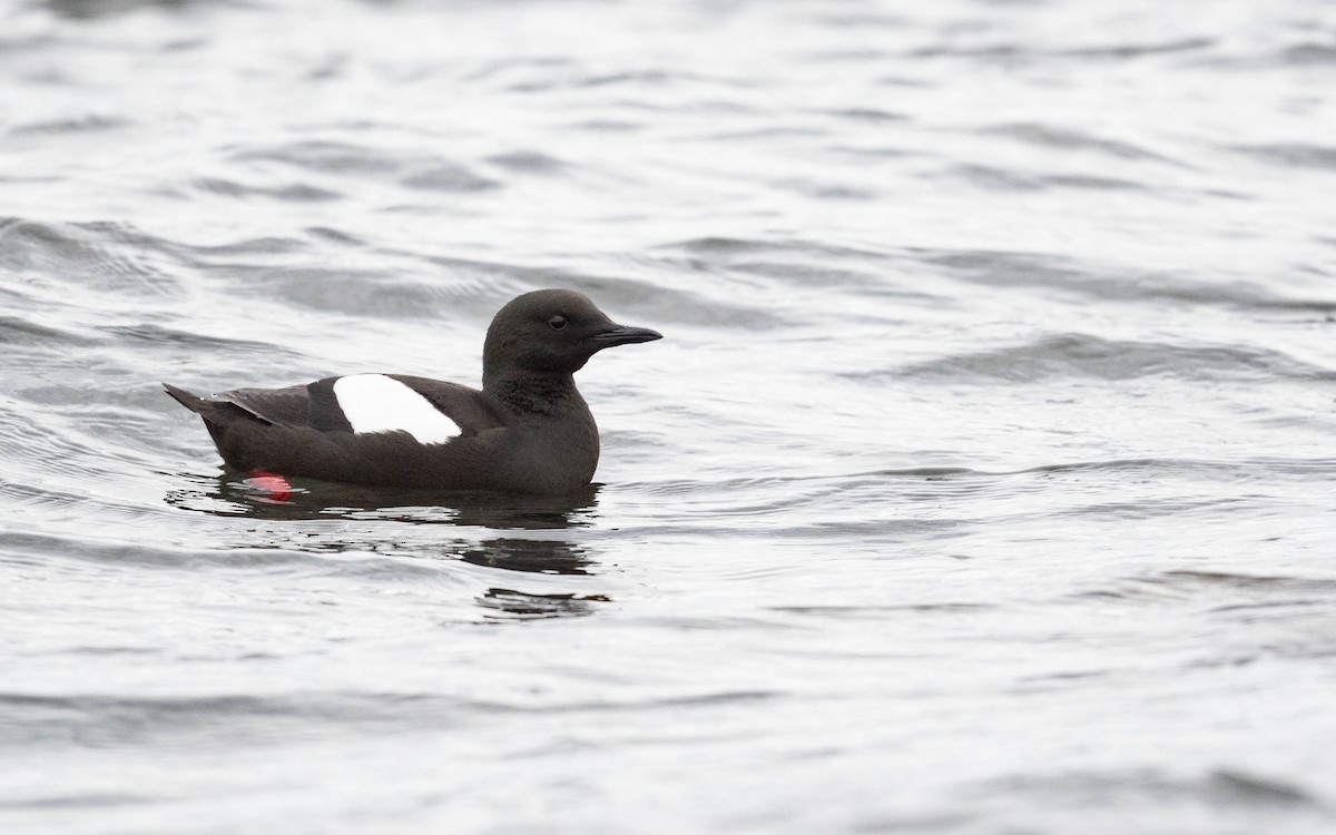 Black Guillemot (grylle Group) - Vincent Giroux