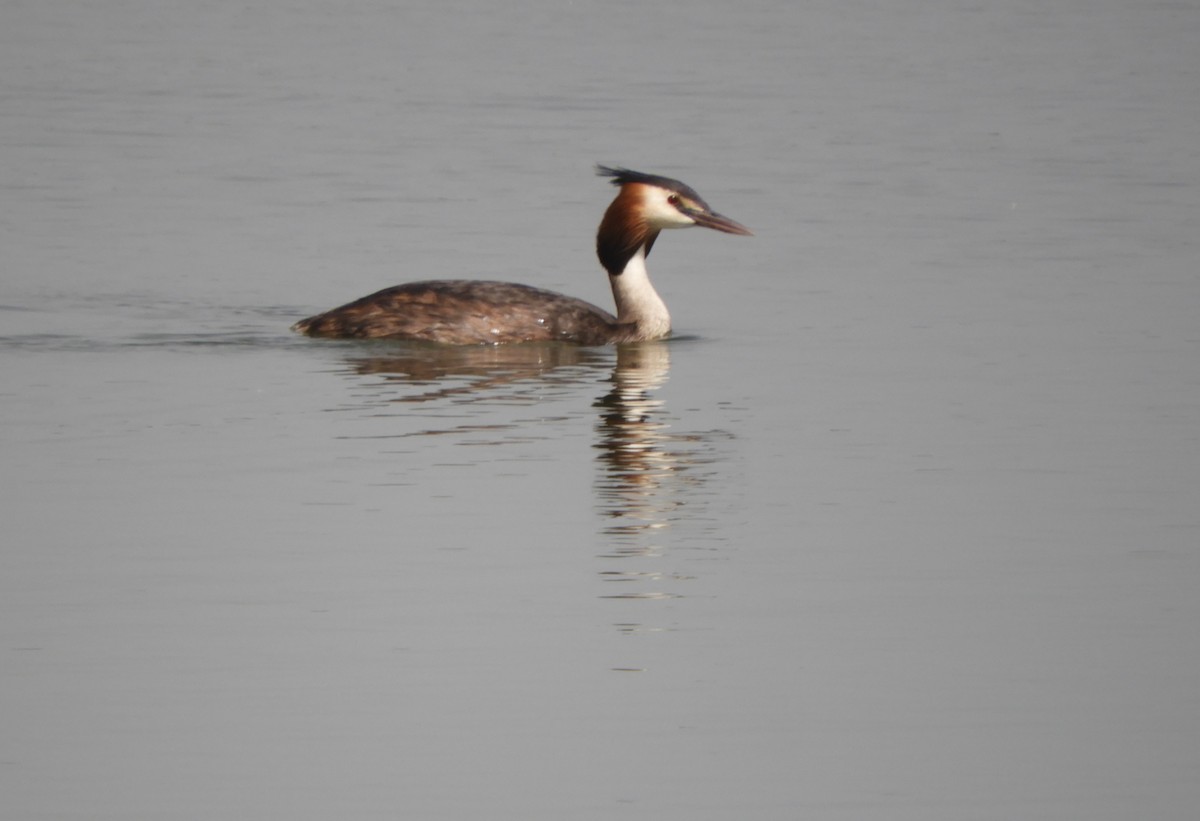 Great Crested Grebe - ML620712183