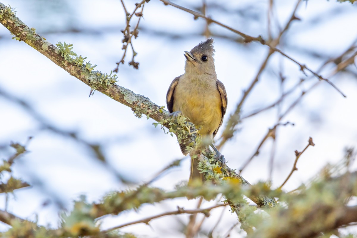 Black-crested Titmouse - ML620712184