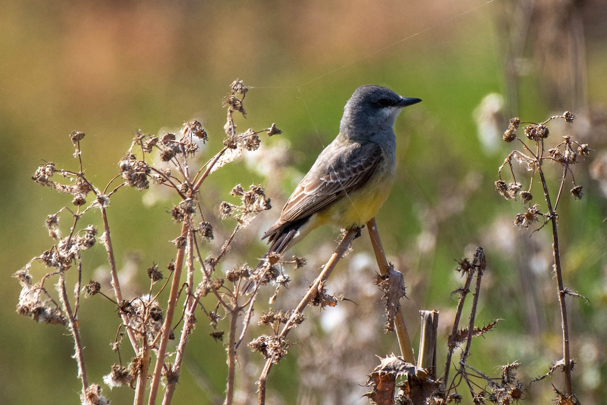 Cassin's Kingbird - ML620712187