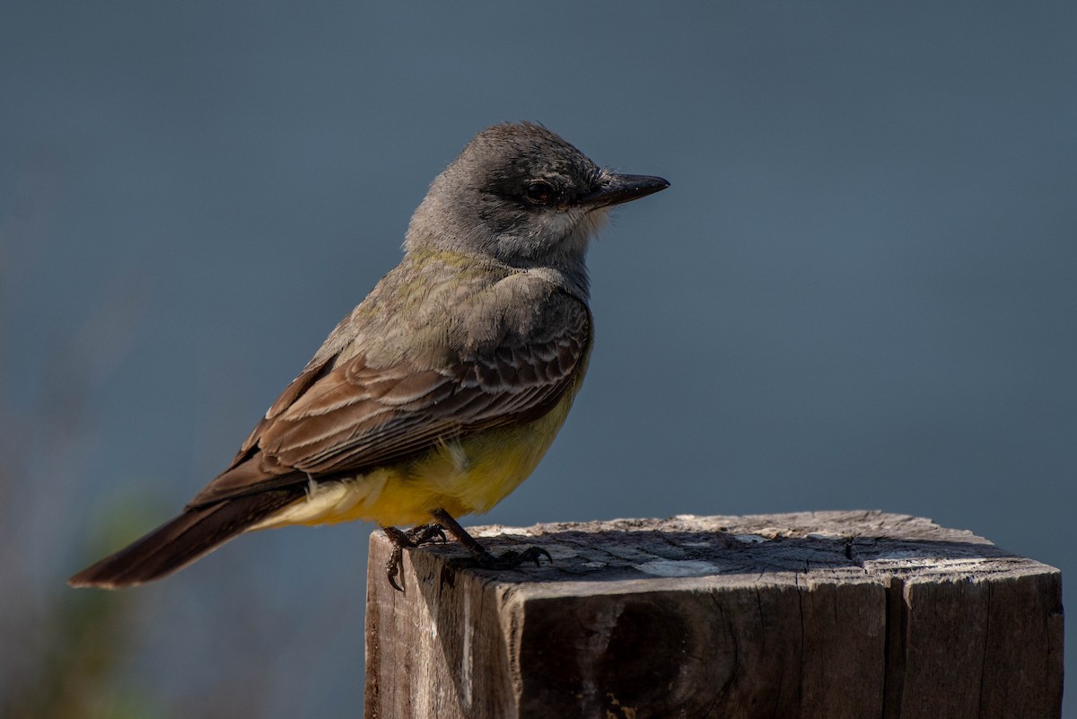 Cassin's Kingbird - ML620712188