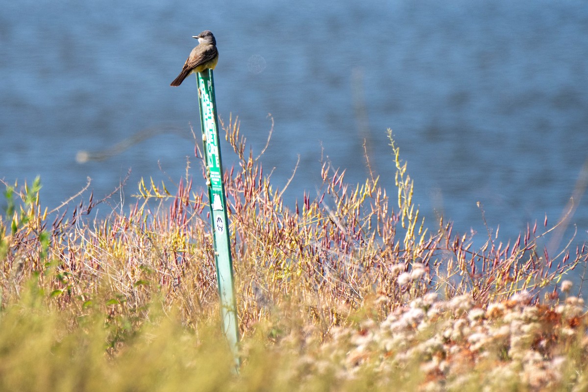 Cassin's Kingbird - ML620712189