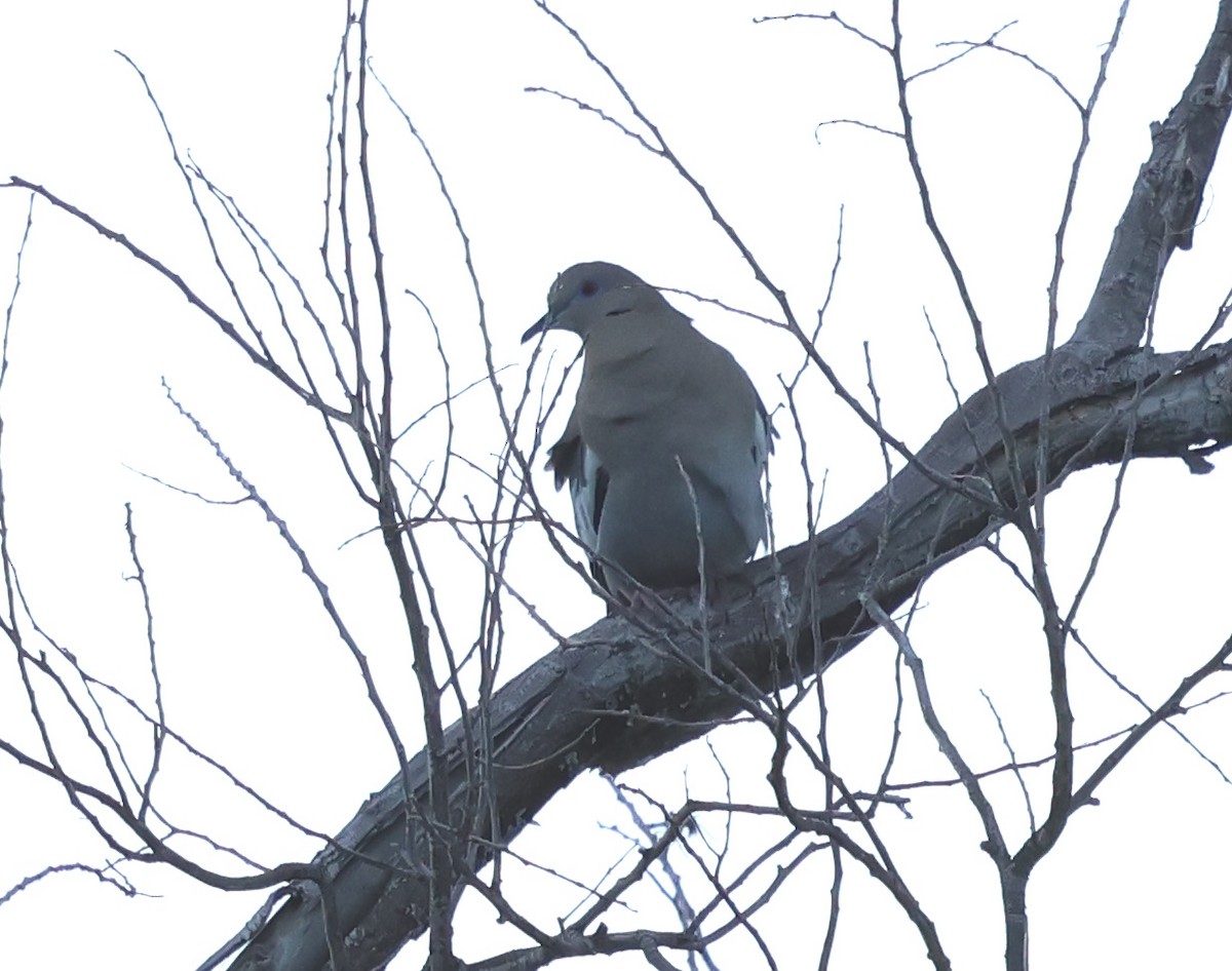 White-winged Dove - ML620712190