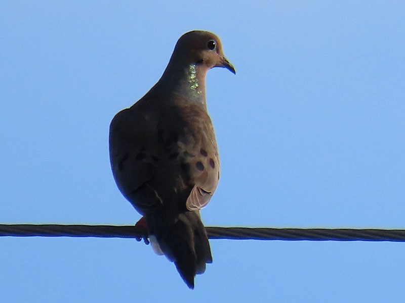 Mourning Dove - ML620712192