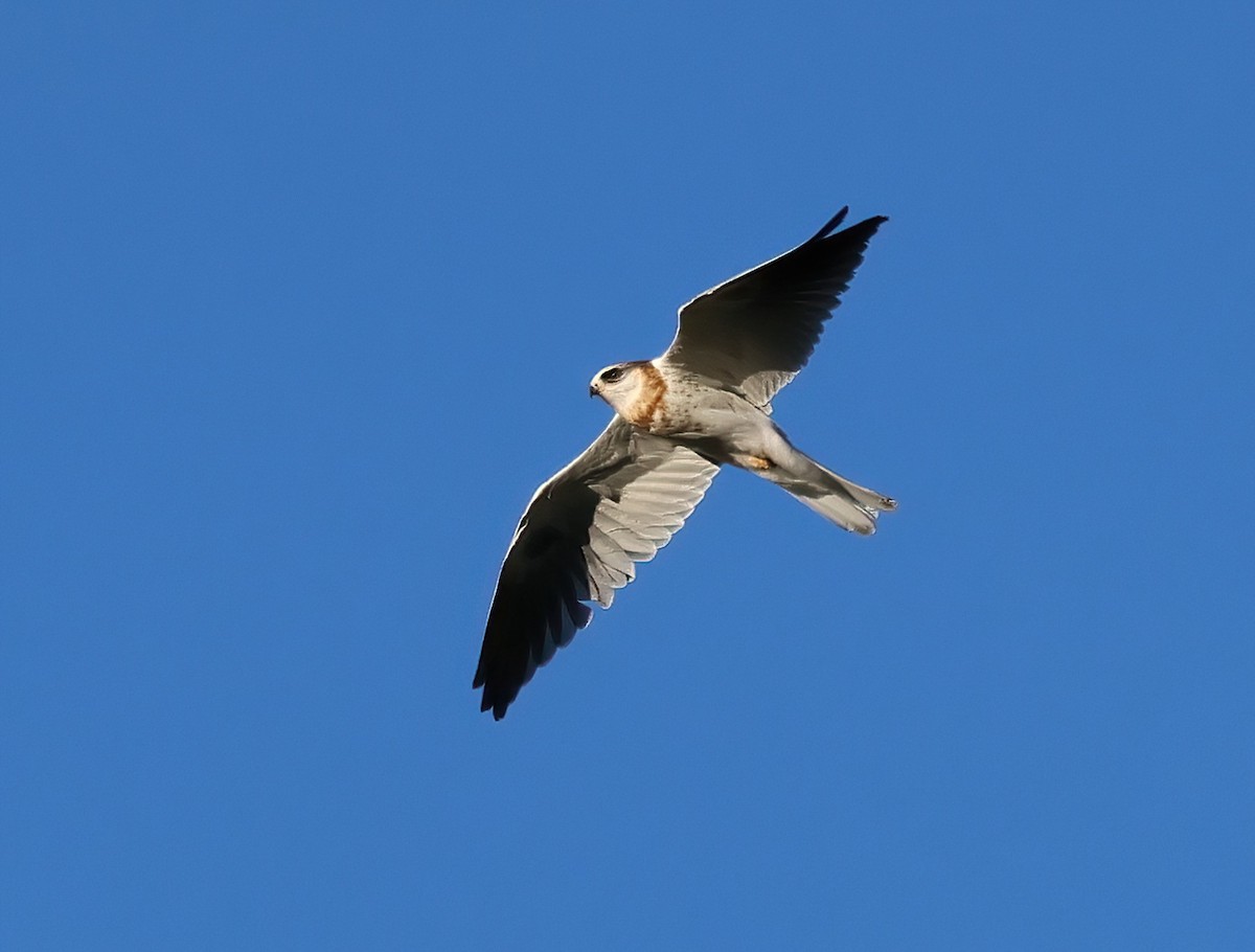 White-tailed Kite - Sally Veach