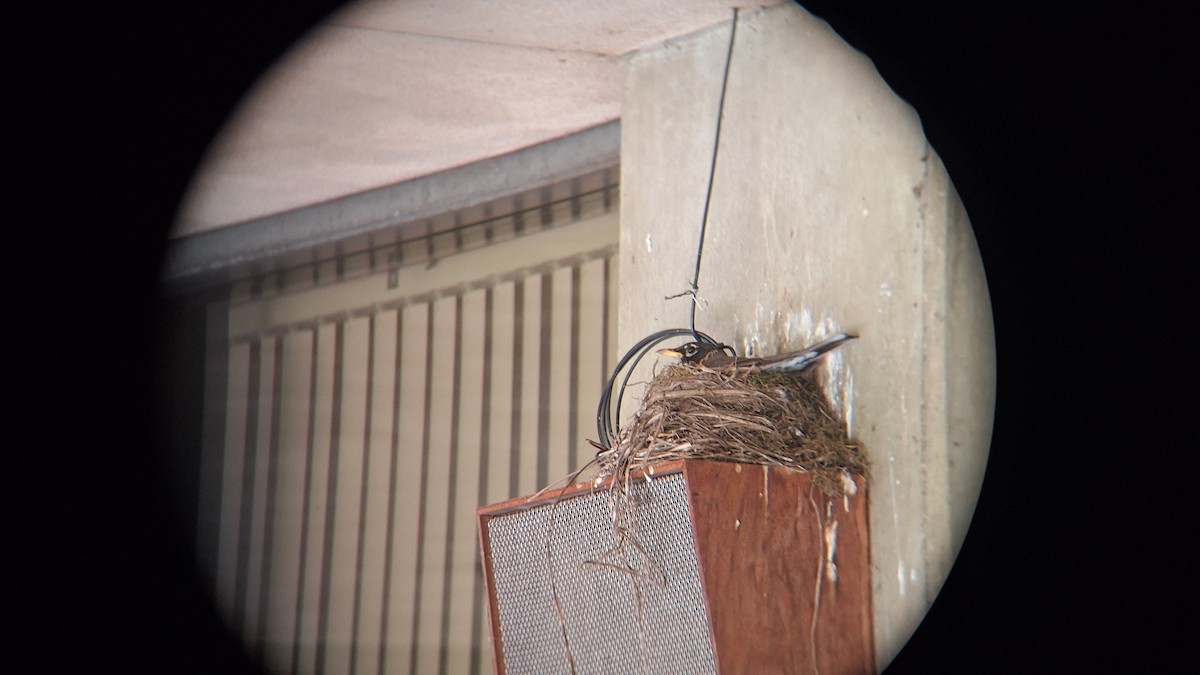 American Robin - ML620712195