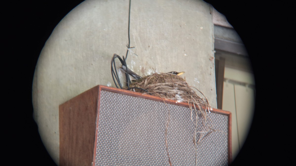 American Robin - ML620712196