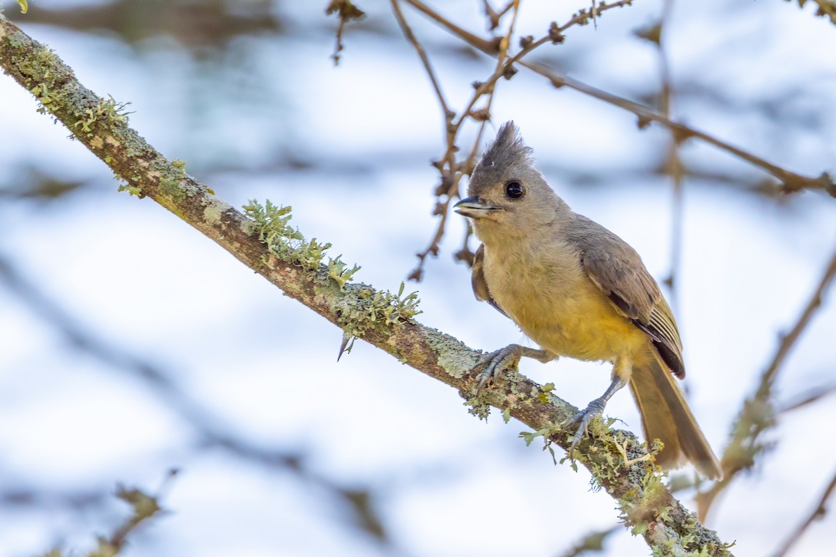 Black-crested Titmouse - ML620712200