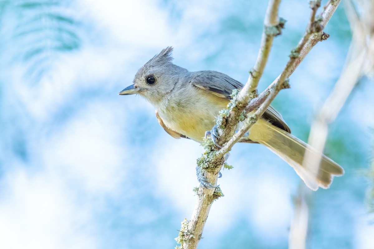 Black-crested Titmouse - ML620712201