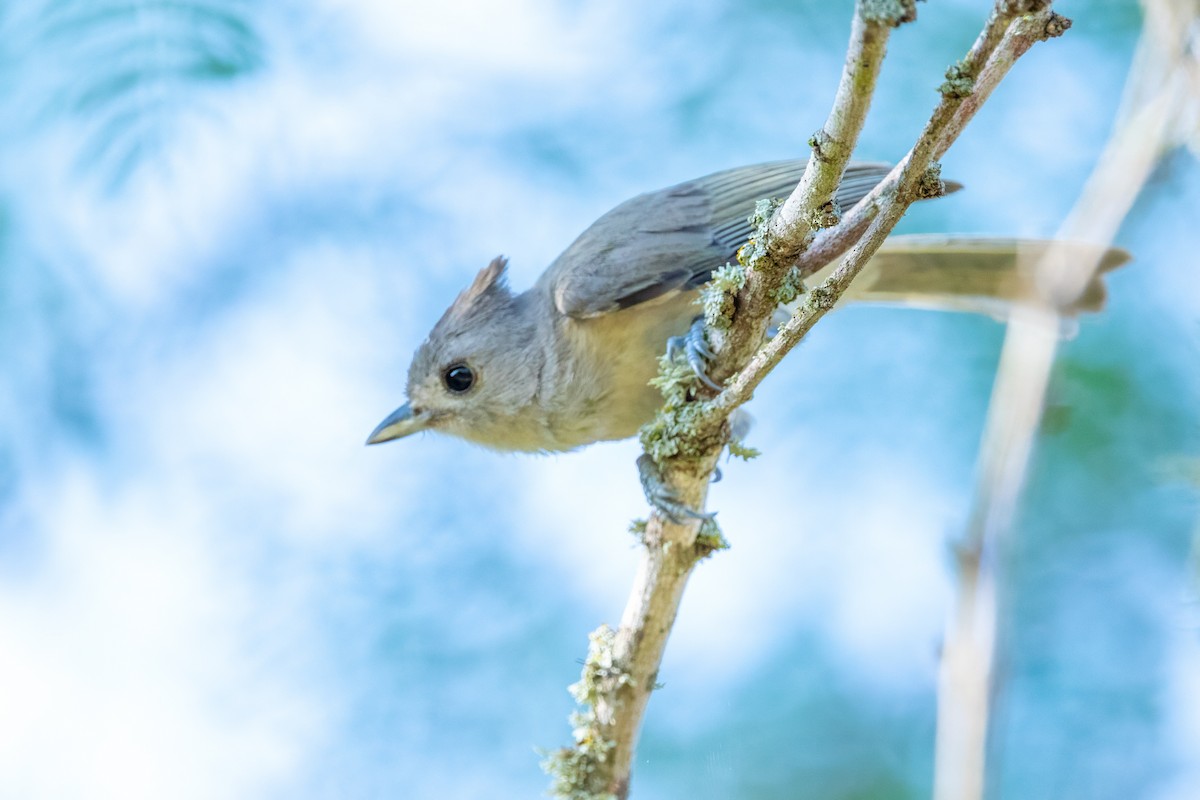 Black-crested Titmouse - ML620712203