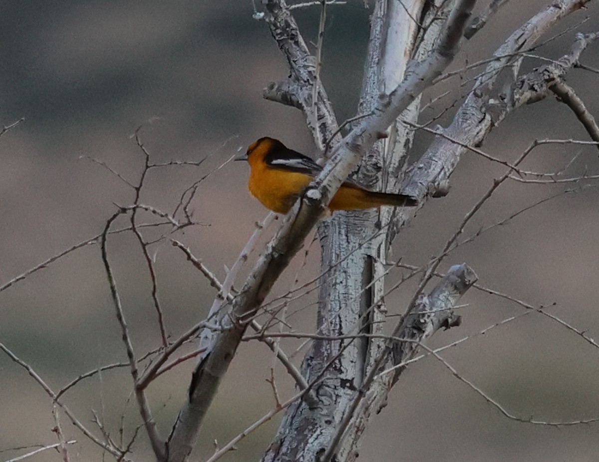 Bullock's Oriole - ML620712204