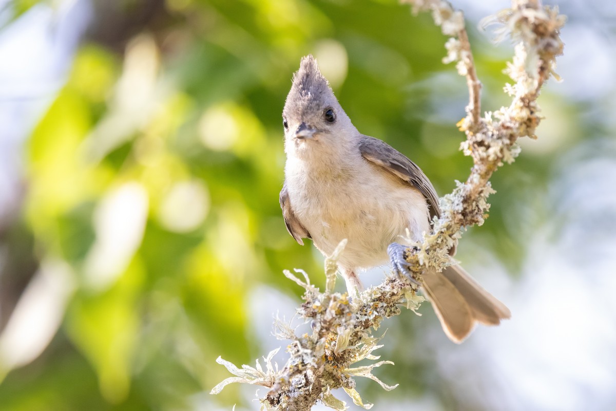 Black-crested Titmouse - ML620712205