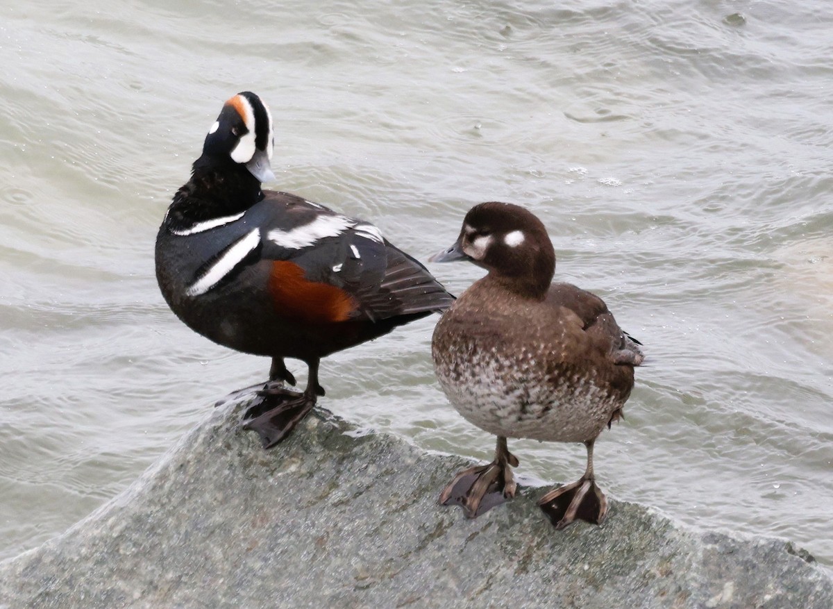 Harlequin Duck - ML620712206