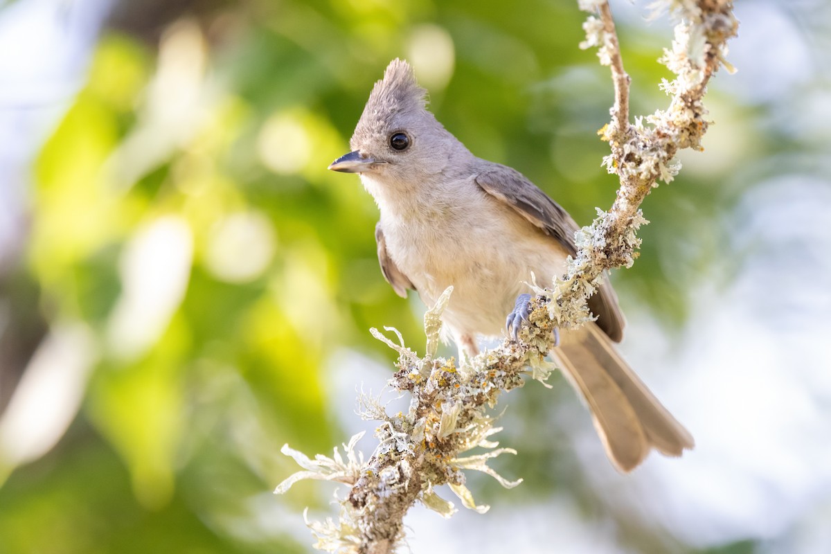 Black-crested Titmouse - ML620712207